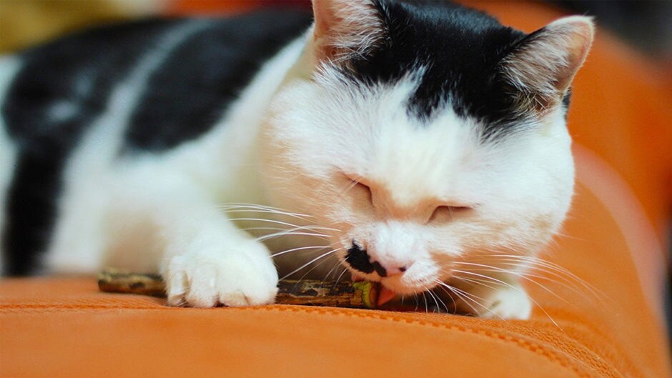 Herbal Pet Supplies for Cats BeChewy