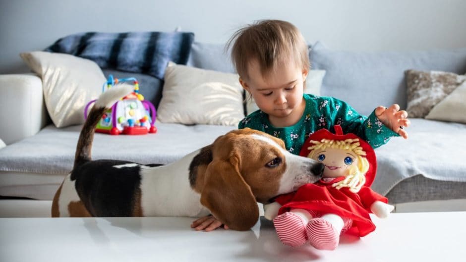 How to Train Your Dog Not to Play With Your Kid’s Toys | BeChewy