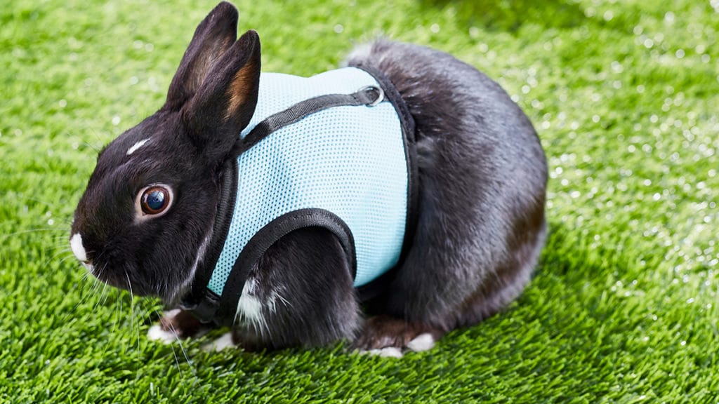 Can You Put a Collar on a Bunny 