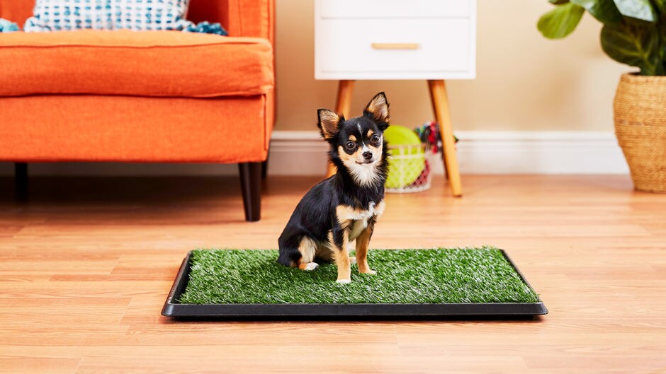 How To Potty Pad Train Your Dog BeChewy