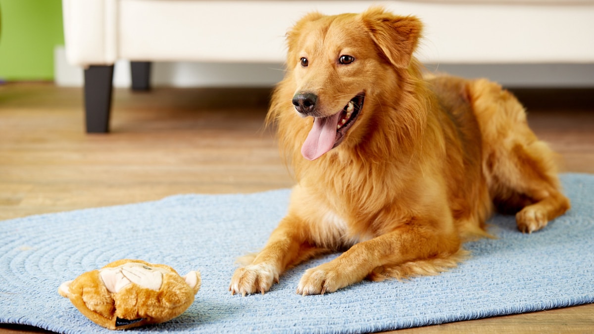 What happens if my dog bites someone in my house