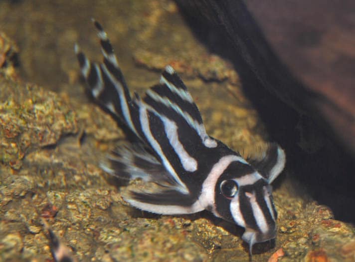 rare freshwater fish species