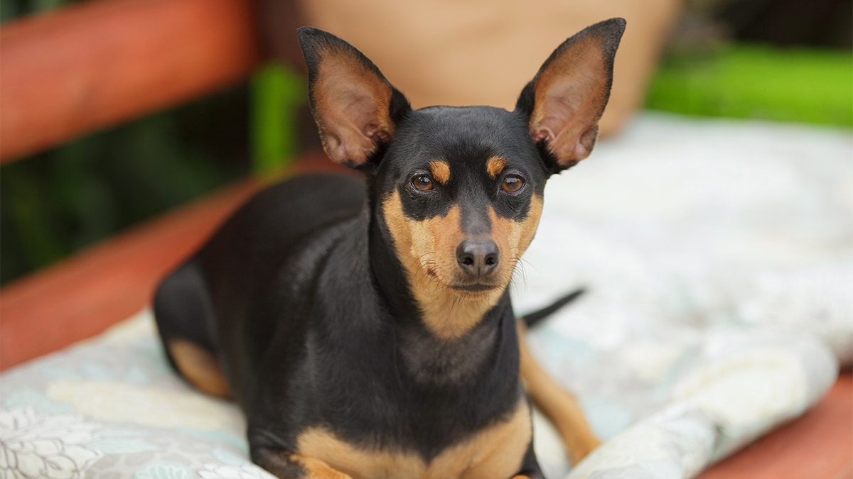 are bones easily digested by a miniature pinscher