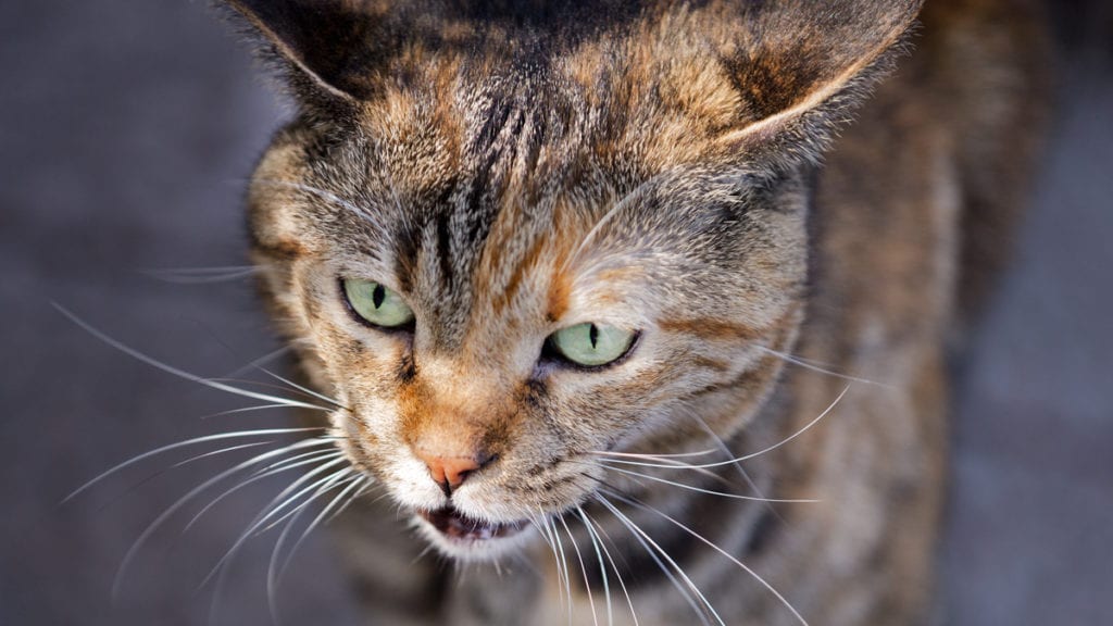 Cats meowing very loudly ( Very Angry Cats ) 