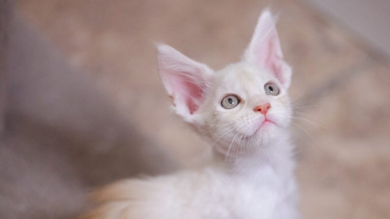 A Sweet Cat Here Are The Most Affectionate Cat Breeds Bechewy