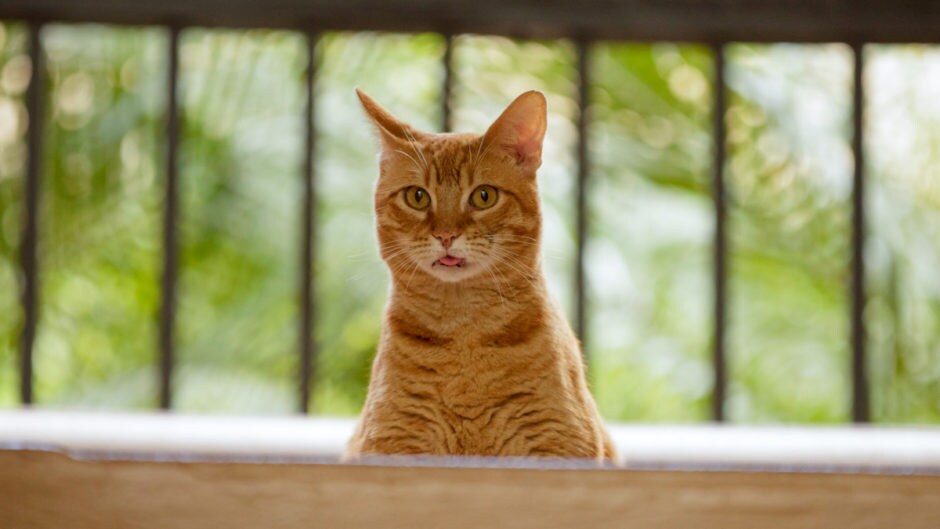 Training a Cat to Go to the Bathroom Outside BeChewy
