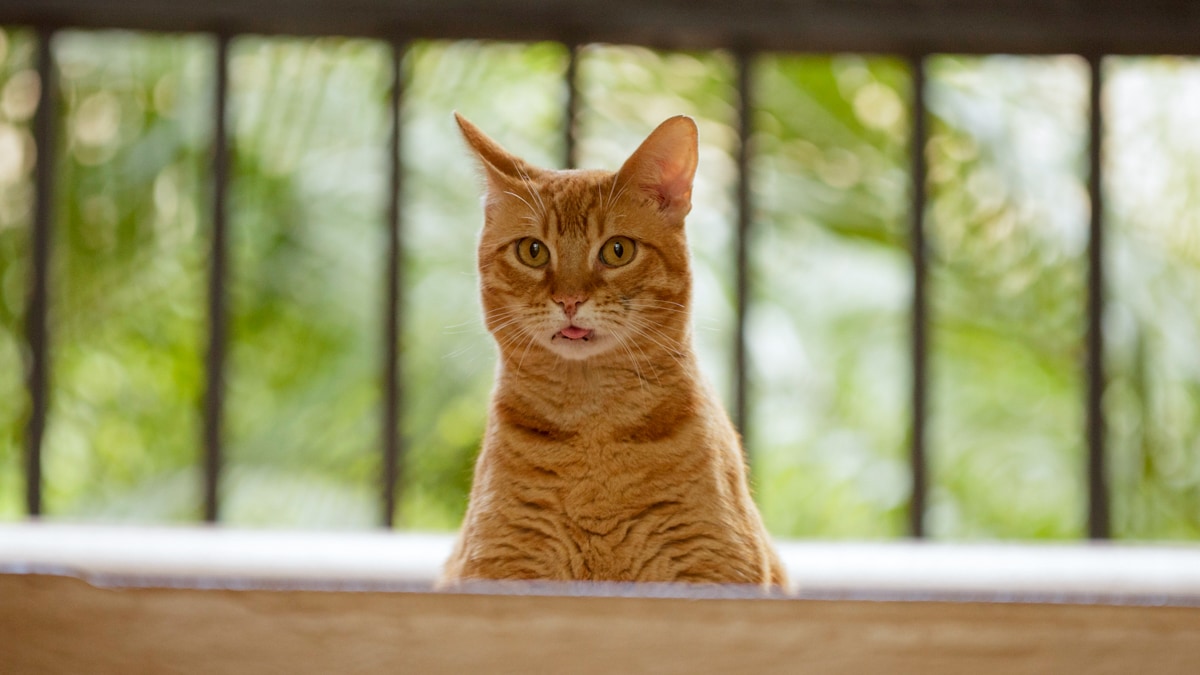Training a Cat to Go to the Bathroom Outside BeChewy