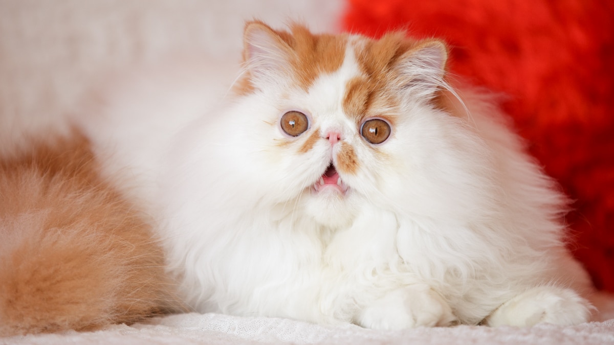 Cat Drooling: Why Do Cats Drool? 