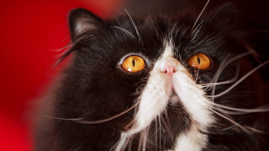 Why Do Cats Have Whiskers, What Are Whiskers For? BeChewy