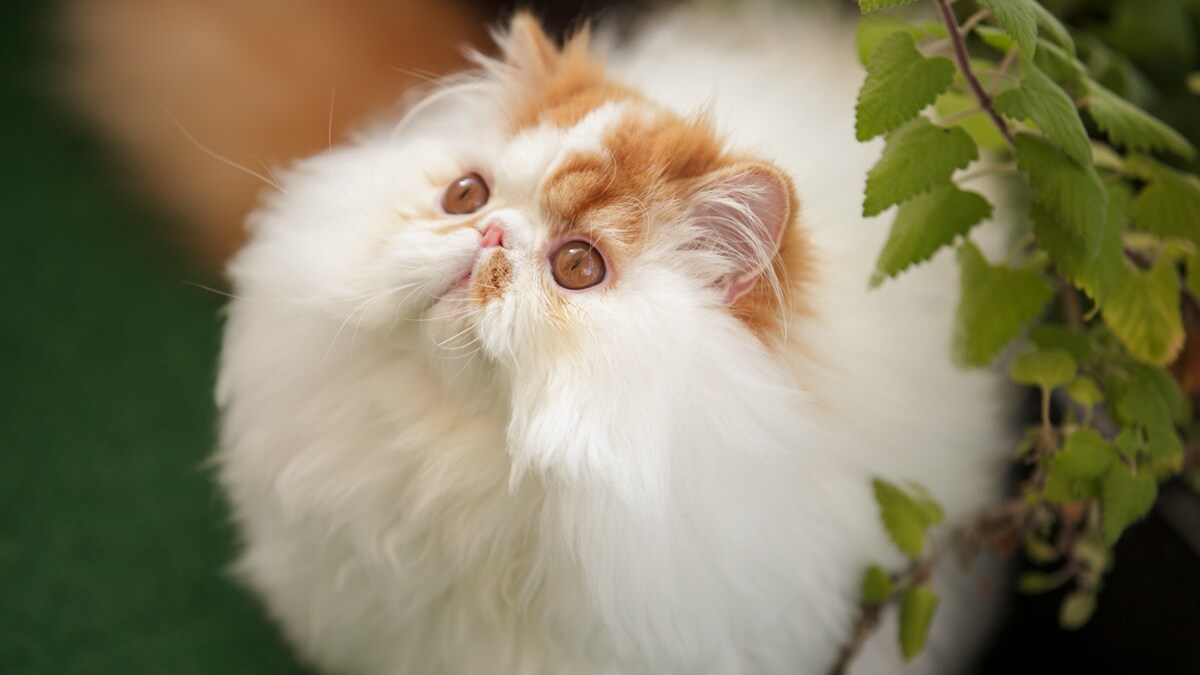 Pet Grooming: Caring for Your Long-Haired Cat | BeChewy