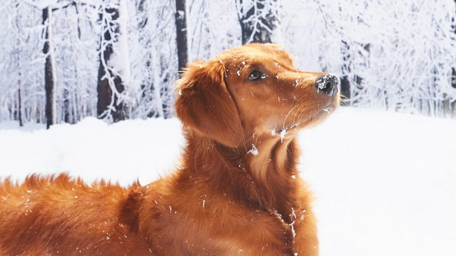 Pain Relief for Dogs Ibuprofen, Tylenol & Other Meds BeChewy