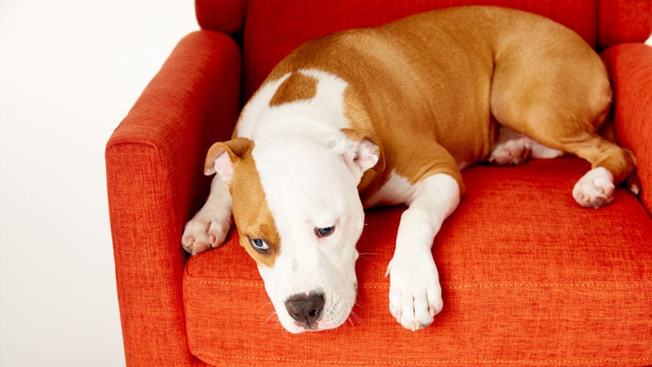 Kennel Cough and Kennel Cough Symptoms BeChewy