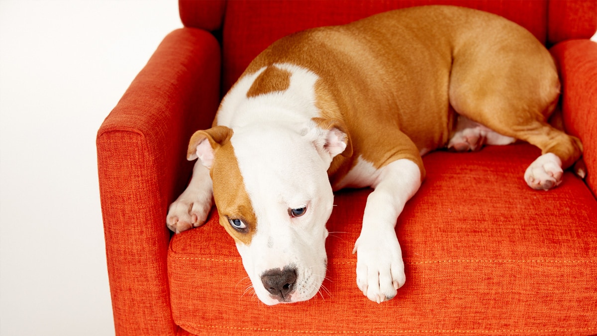 Kennel Cough and Kennel Cough Symptoms BeChewy