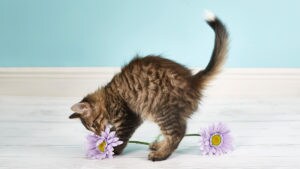 cat stool softener petsmart