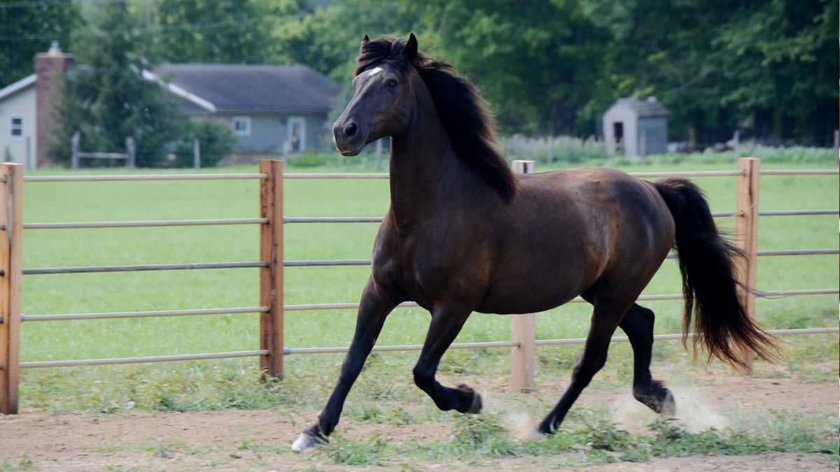 Horse Care Laminitis + Horse Founder Symptoms BeChewy