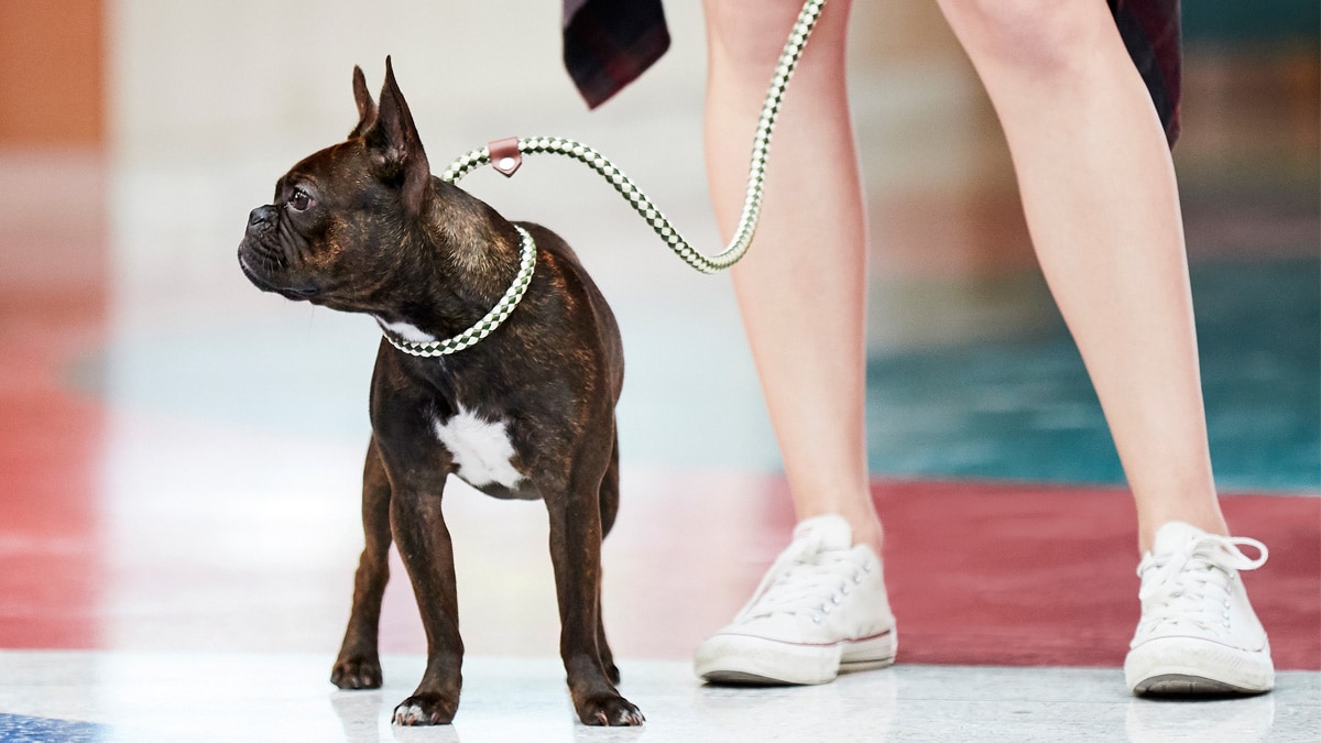 How to get a shop leash on a fearful dog