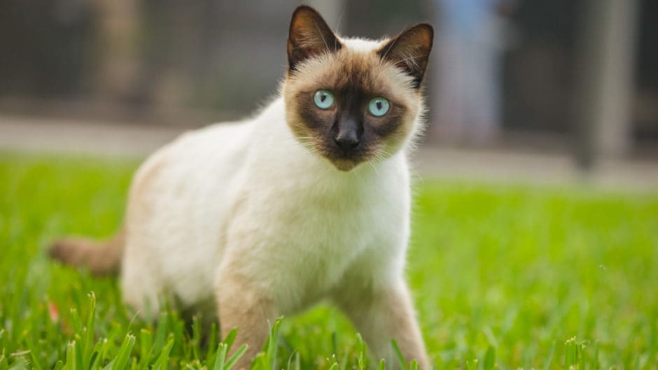 Indoor vs Outdoor Cats Should I Let My Cat Outside? BeChewy