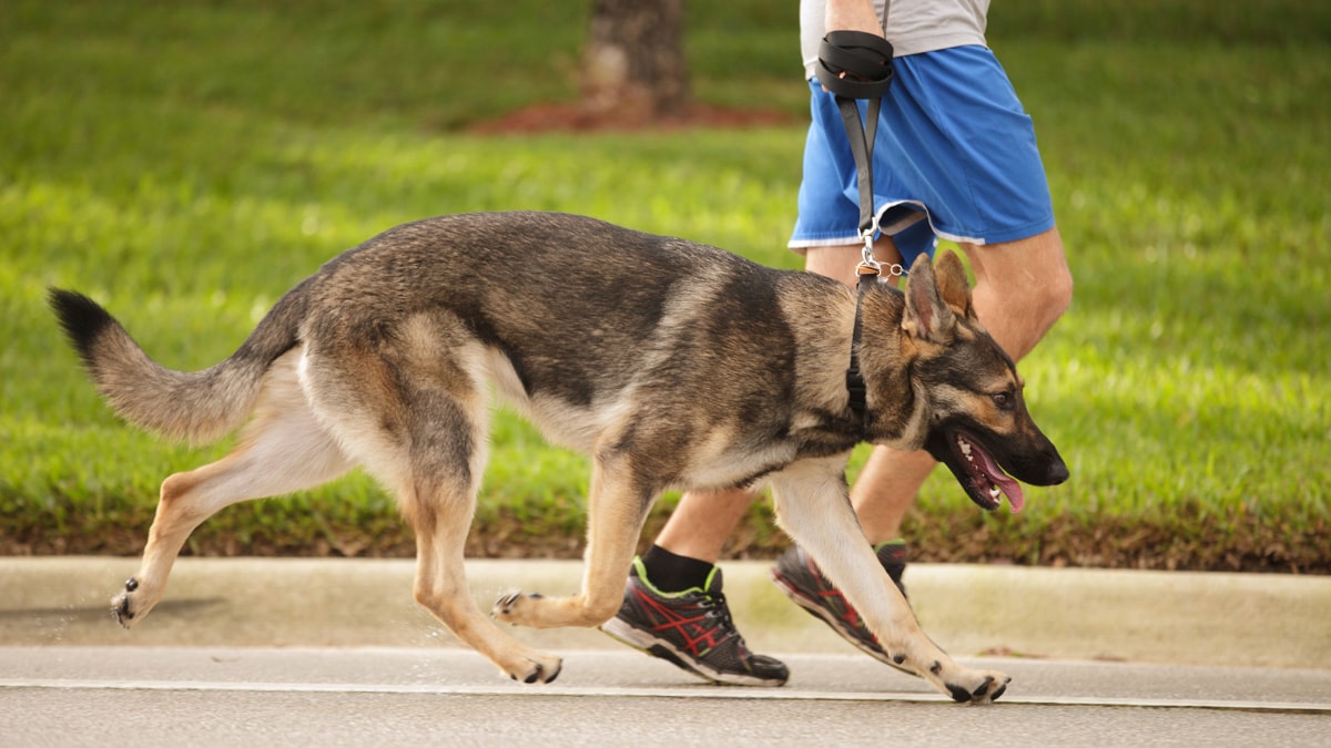 do dogs get sore from running