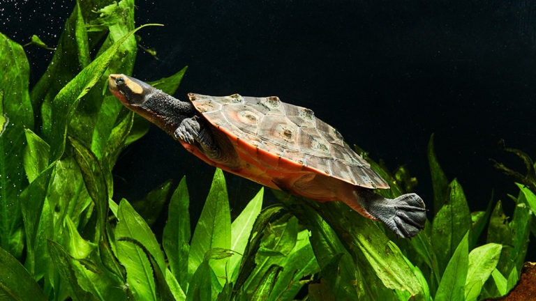 new turtle tank
