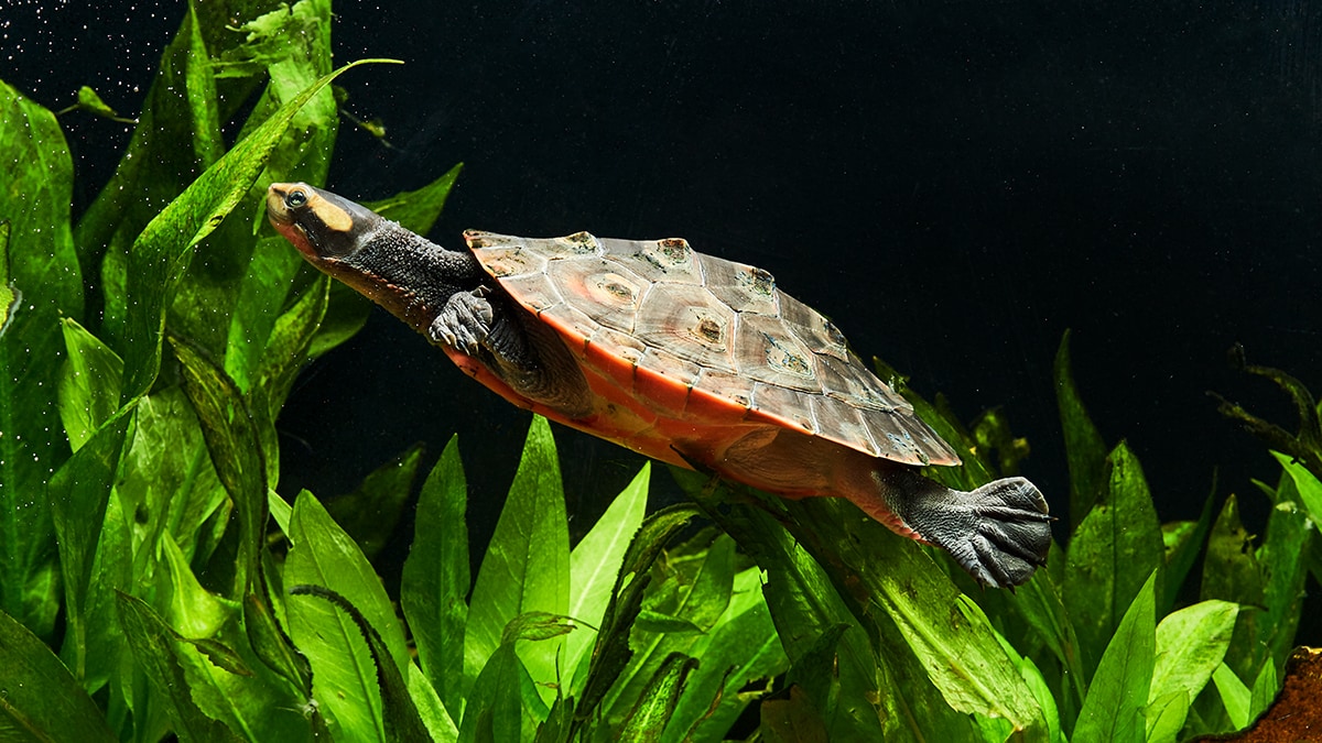 Aquatic Pet Turtle Care and Essentials | BeChewy