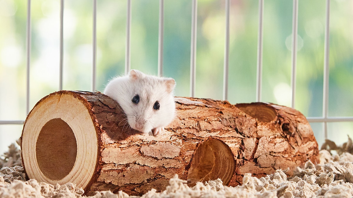 Hamster Toys Types, Safety Materials & Maintenance