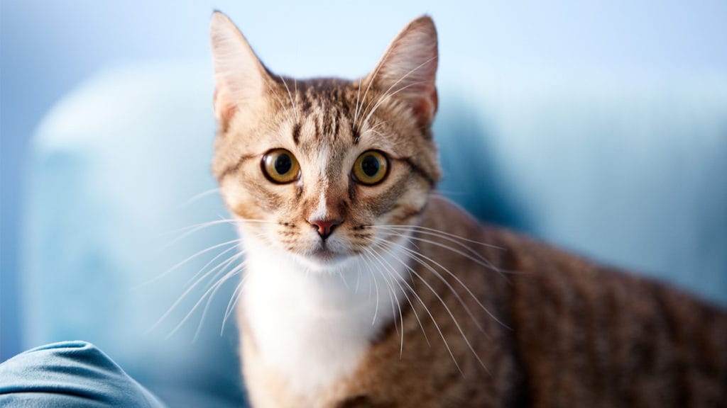 feline-idiopathic-cystitis-symptoms-and-solutions-bechewy