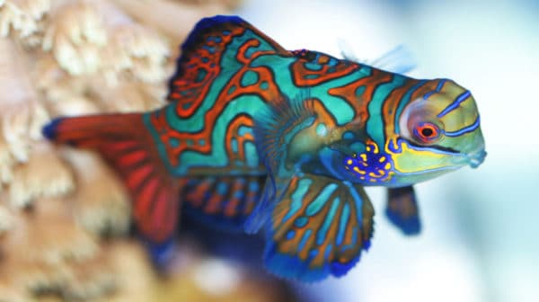 Top 10 Most Popular Captive Bred Marine Fish | BeChewy