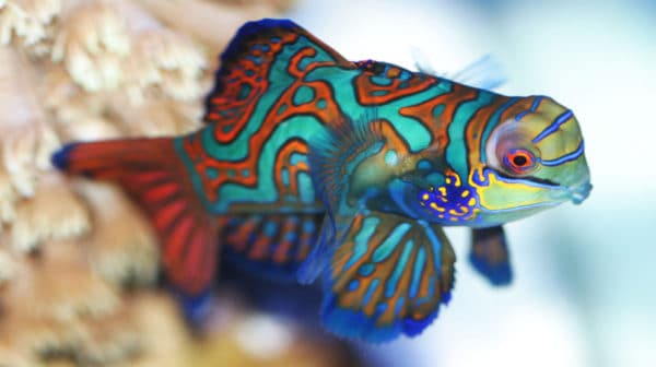 prettiest ocean fish