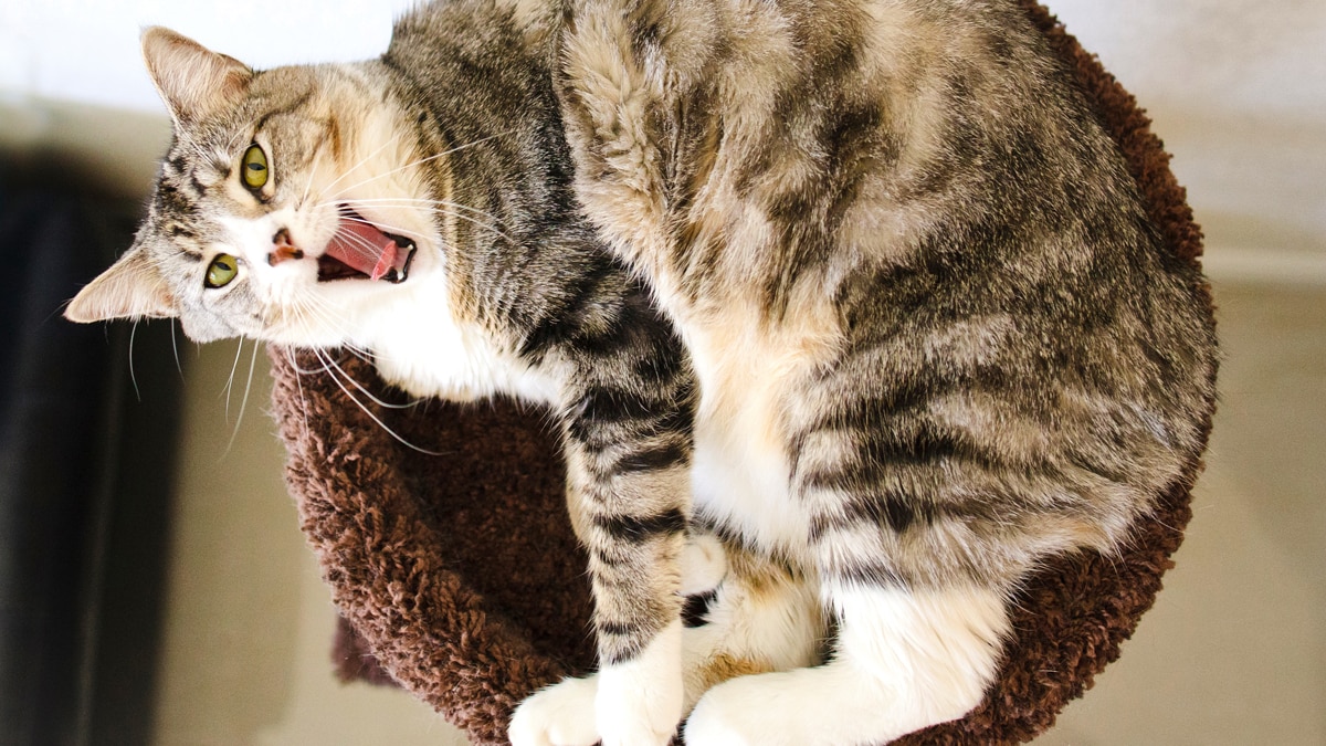 Why Do Cats Hiss?