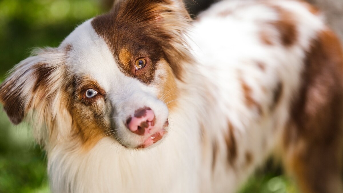 how much protein does a working dog need