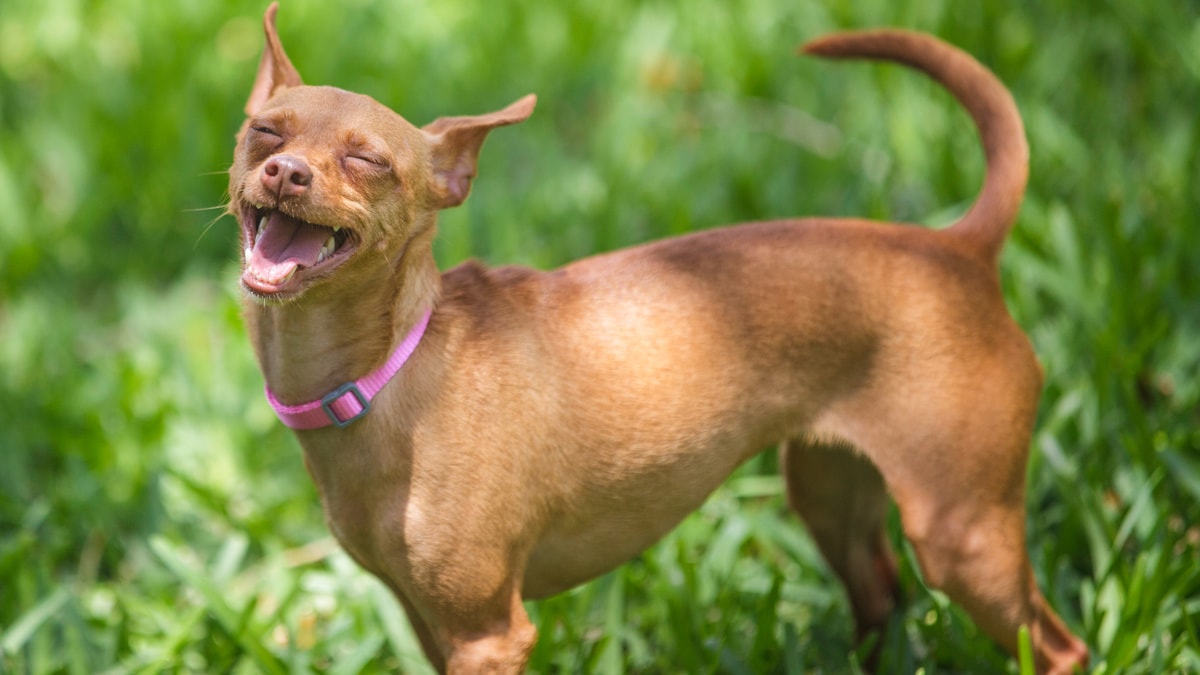 How do dogs think of toys? 