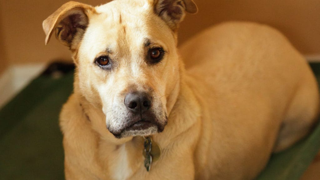 How to Know When It’s Time to Put Down Your Dog BeChewy