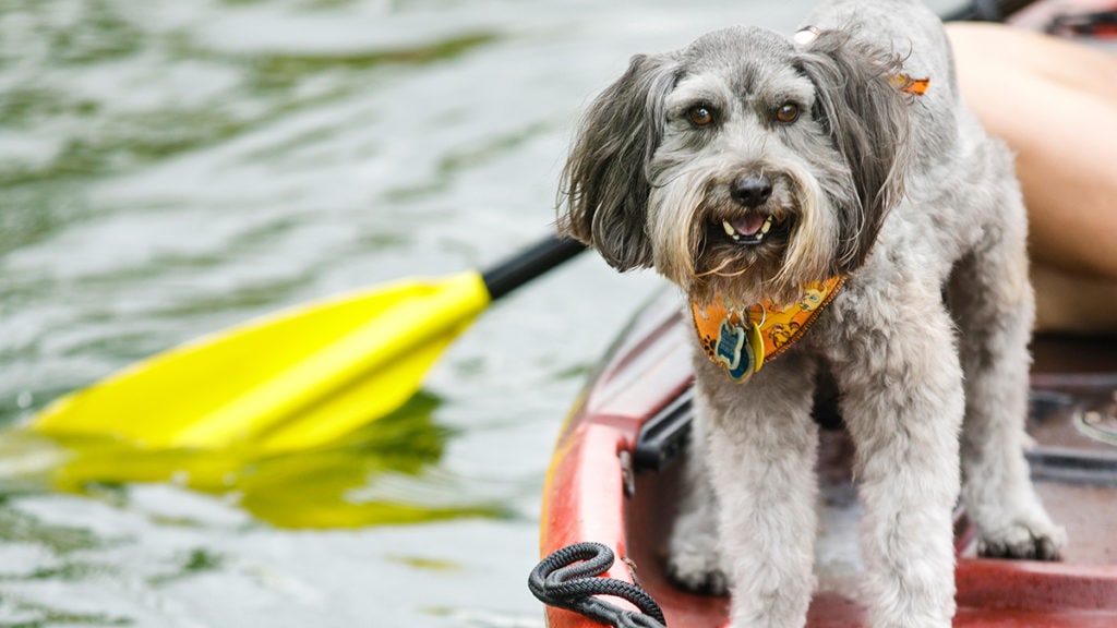Dog Kayak Tips: How to Kayak With Your Dog