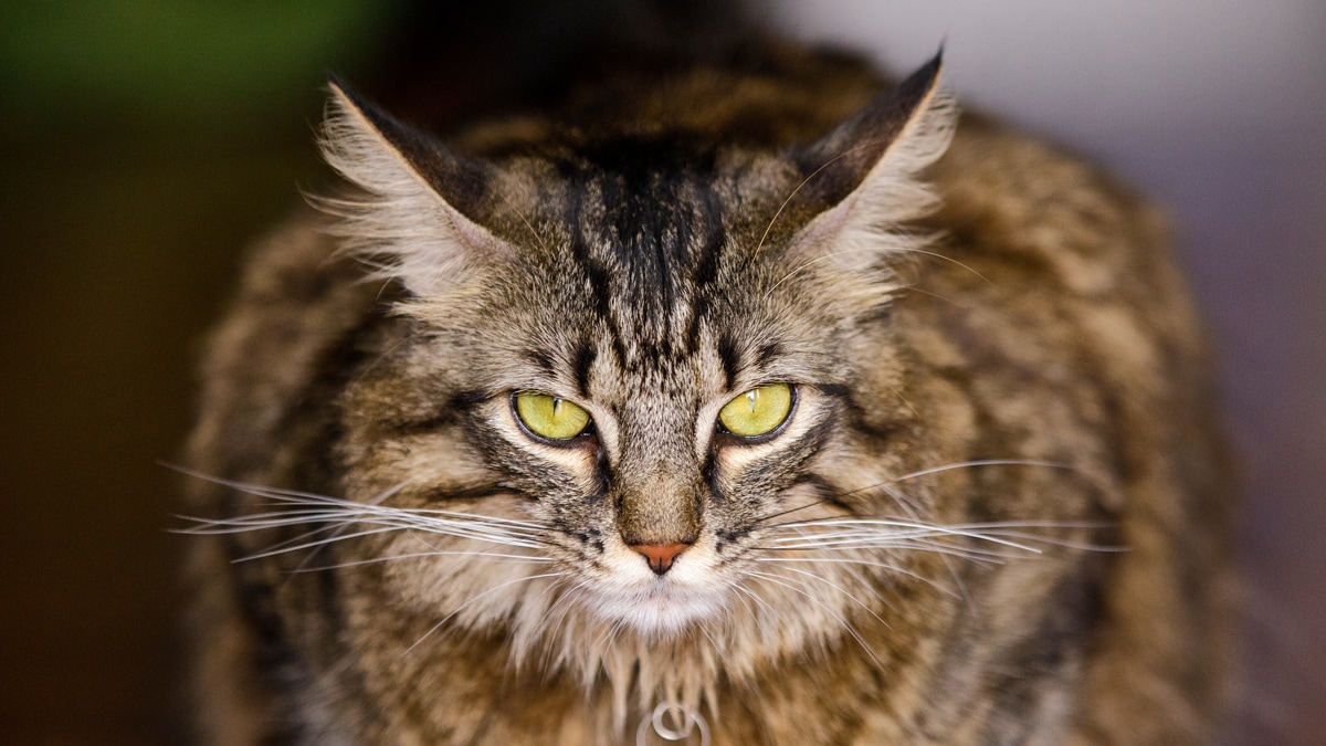 The Maine Coon Cat Cat Breeds Encyclopedia - vrogue.co
