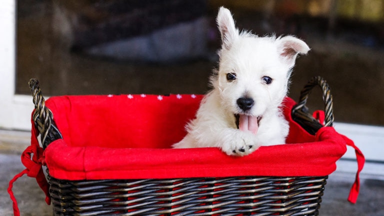 Uh Oh, My Pet Ate a Candy Wrapper! What Do I Do?