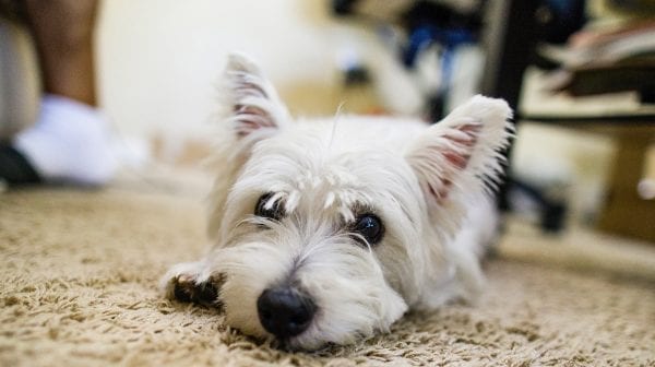 Keeping Your Pet Calm During Grooming - BeChewy