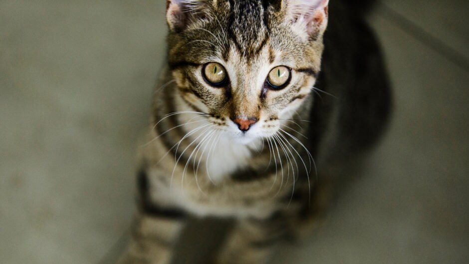 Cat Not Using Litter Box? Litter Box Problems + Solutions BeChewy