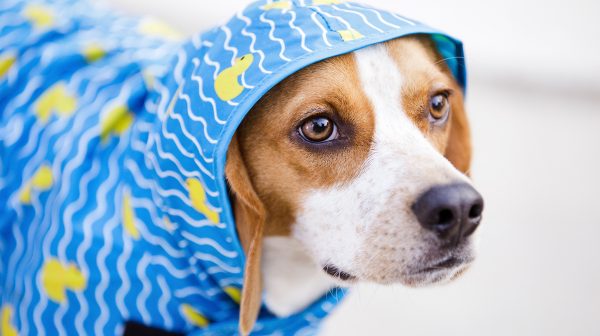 canine raincoats