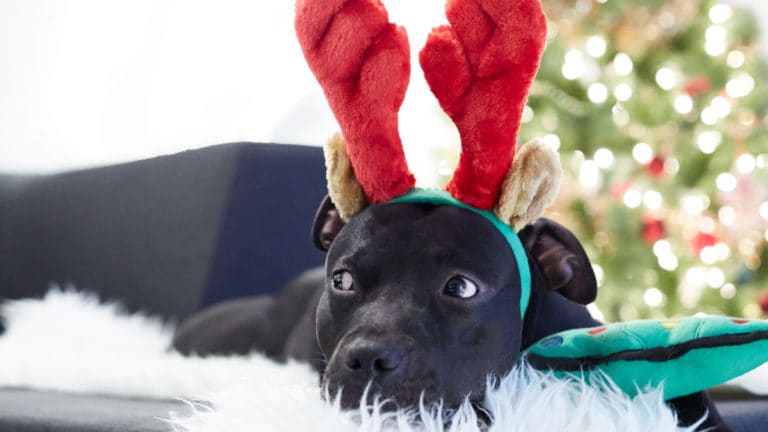 102 of the most joyful and creative Christmas dog names