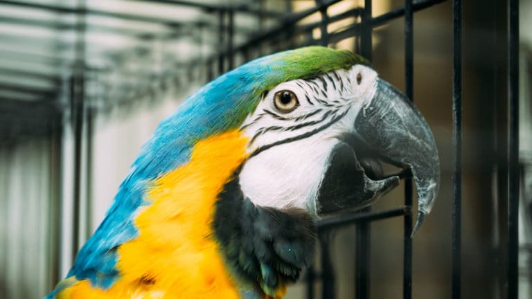 5 Parrot Talking Myths & Facts | BeChewy