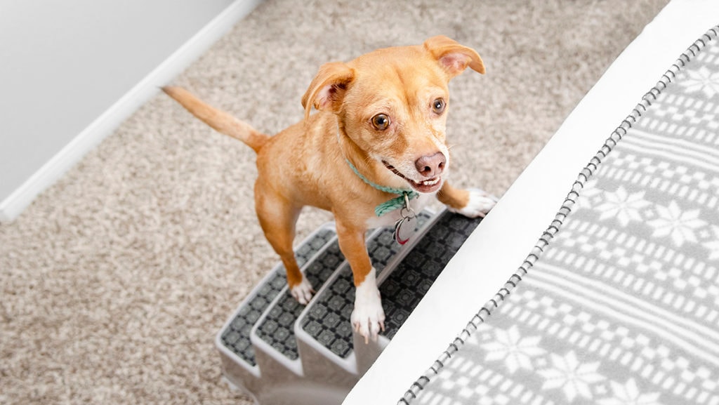 How to Train Your Dog to Use Dog Steps BeChewy