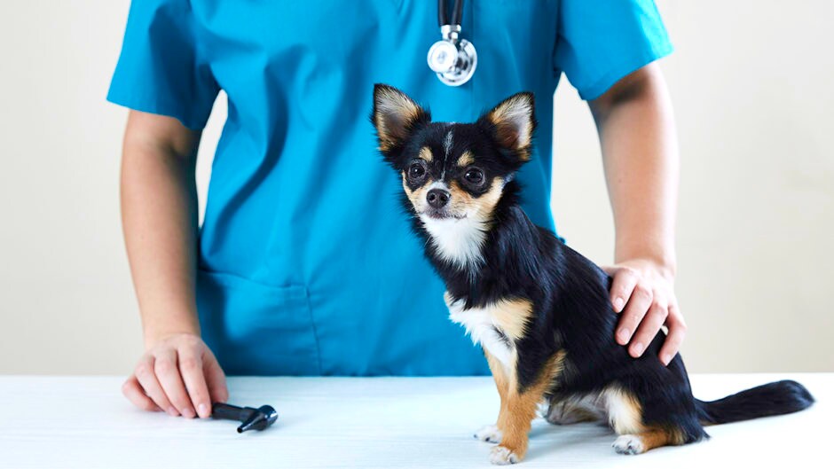 6 Pet Health Questions to Ask a Vet BeChewy