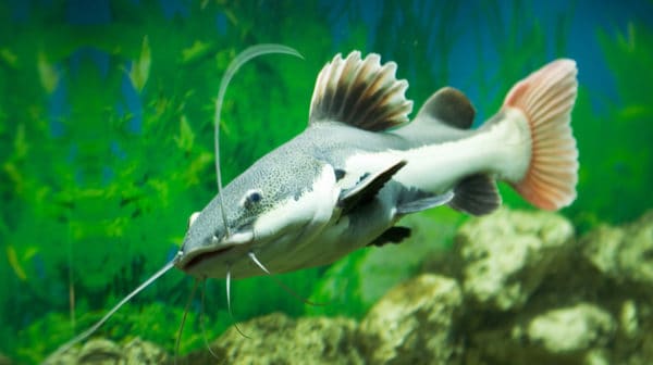 Red-Tailed Catfish In Home Aquariums