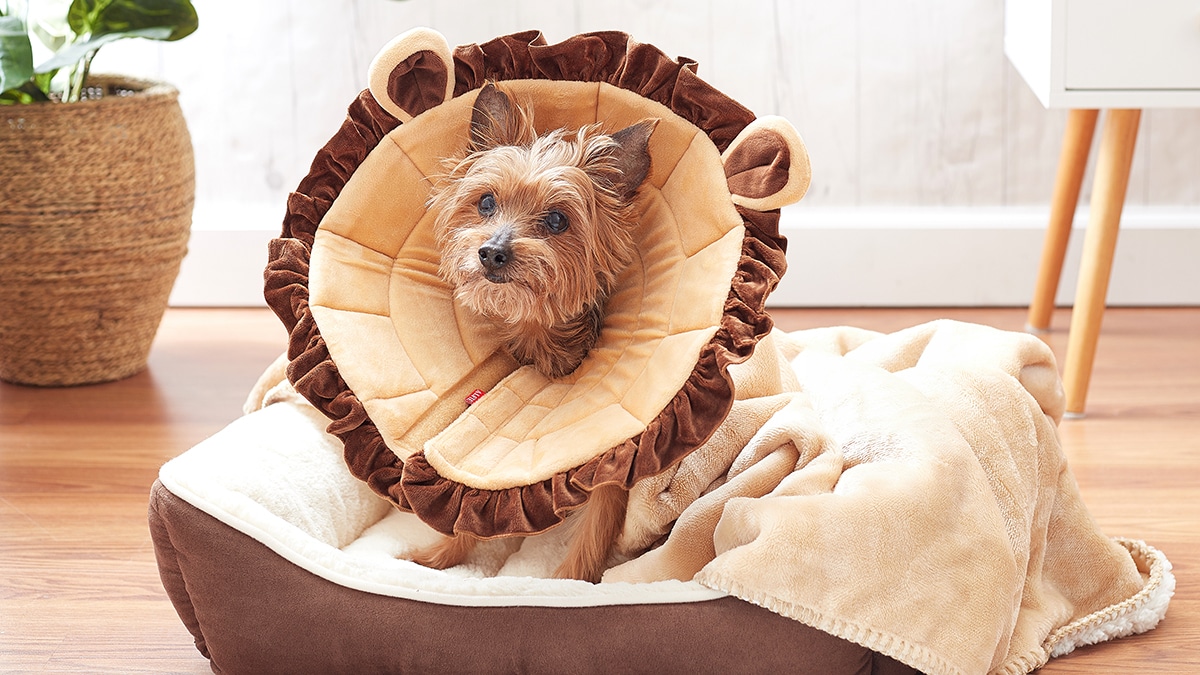 10 Ways to Keep Your Dog's Brain Busy After Surgery