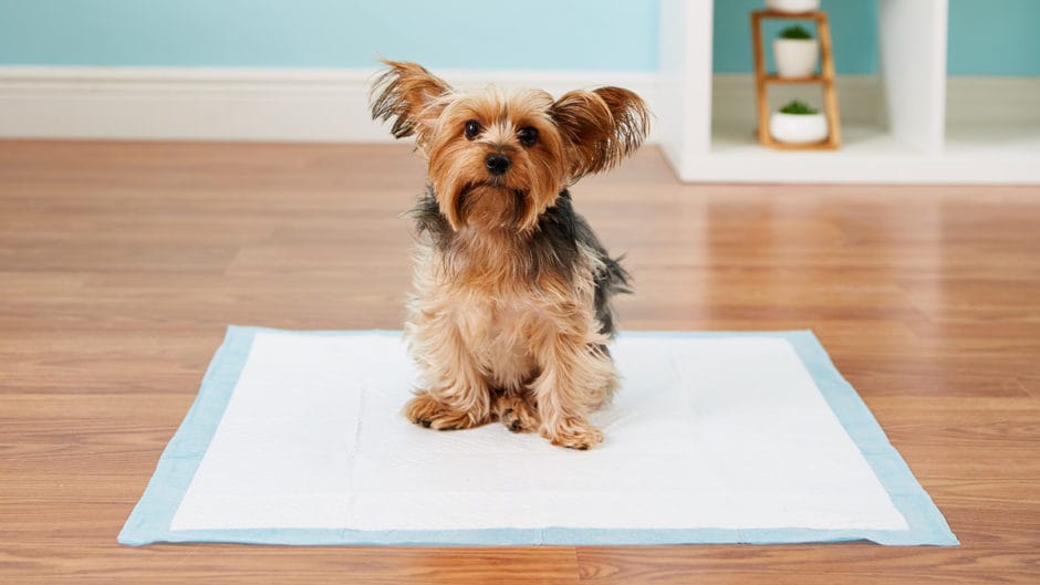 How to Potty Train A Dog in 7 Days BeChewy