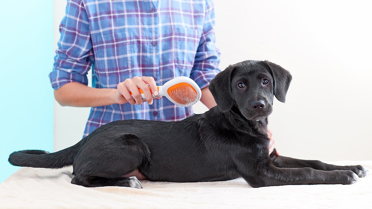 Do Puppies Get Diarrhea When Teething