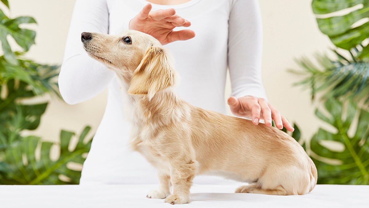 Reiki for Pets | BeChewy