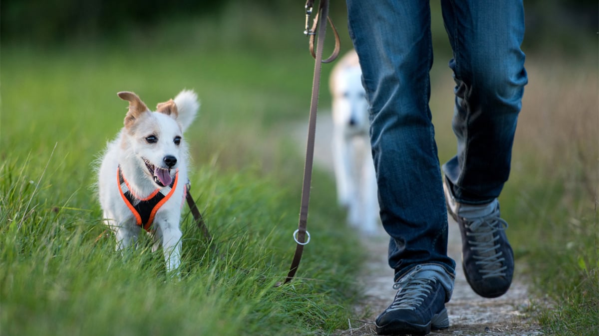 Finding the Right Dog Collar and Dog Leash | BeChewy