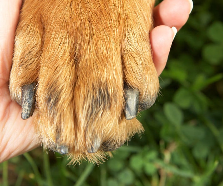 Brittle, Cracked Nails: Painful Dog Problem | BeChewy
