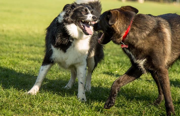 are puppies fighting or playing